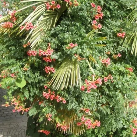 Barbara Apartament Poreč